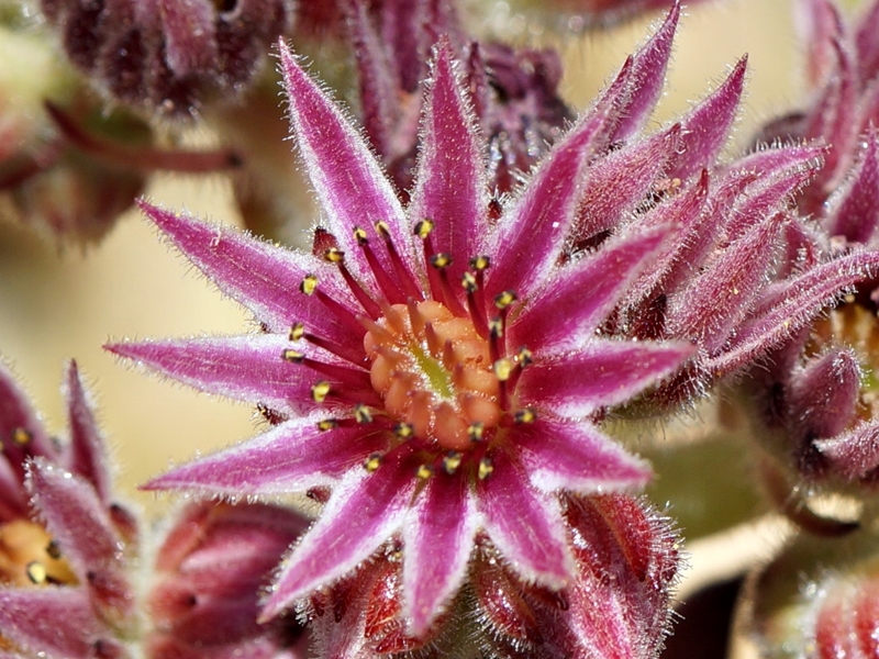 Little Sister – Bild 3