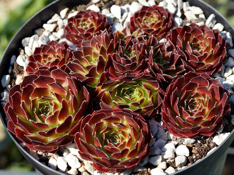 Yellowstone-Vulkan – Bild 3