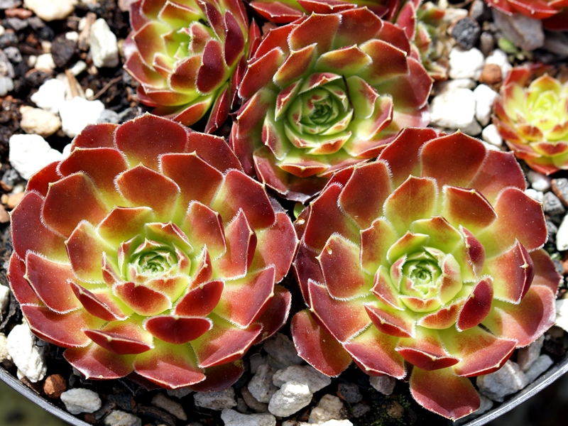 Yellowstone-Vulkan – Bild 4