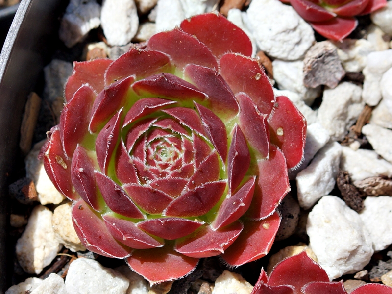 Yellowstone-Vulkan – Bild 5