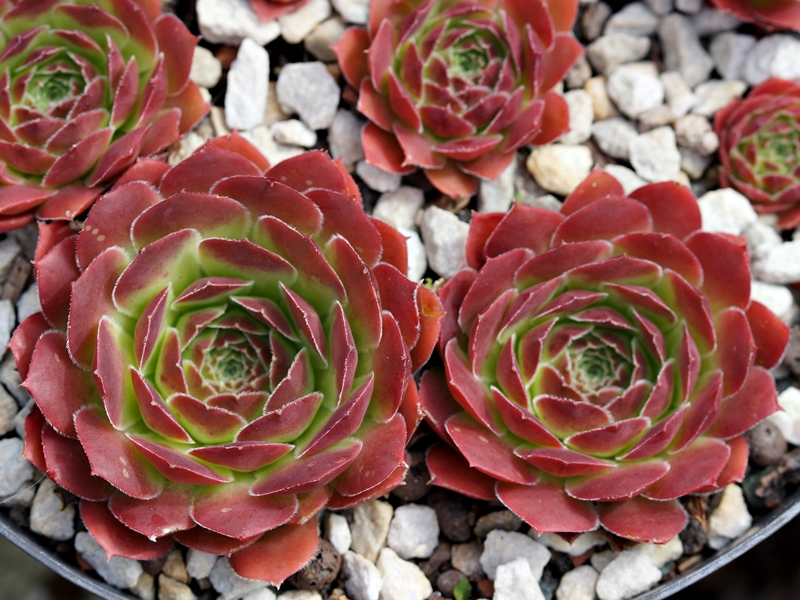 Yellowstone-Vulkan – Bild 7