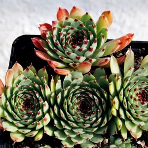 Pale Face, S. Calcareum-Kultivar